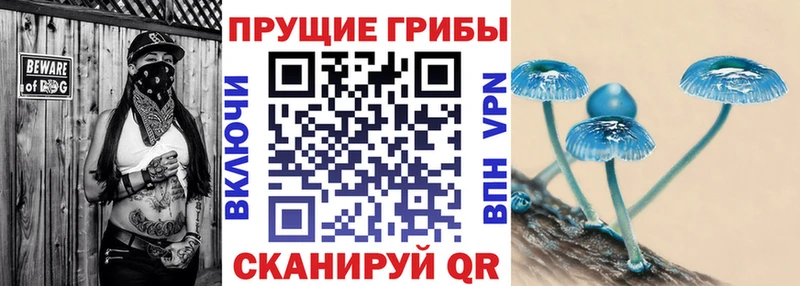 закладки  Сосновка  Псилоцибиновые грибы Cubensis 
