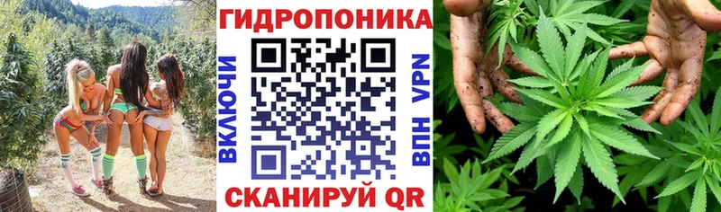 купить наркотики цена  Сосновка  Канабис MAZAR 